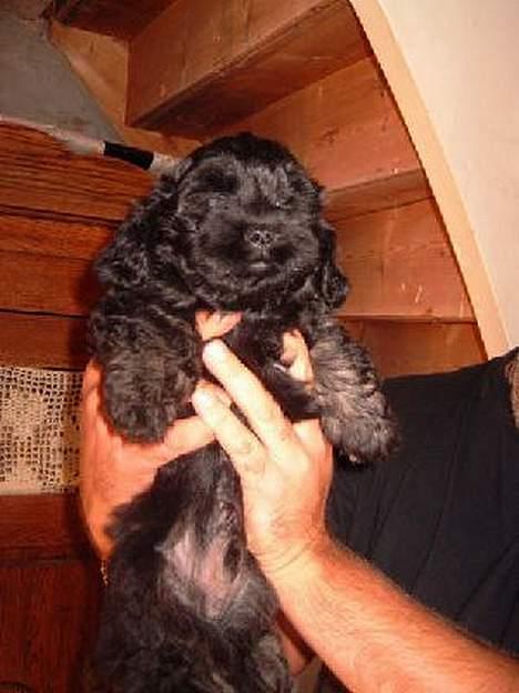 Lhasa apso Ludwig - ludwig vises frem igen billede 5
