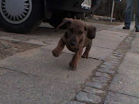 Gravhund Skipper - Det ser mega sjovt ud når han løber hehe billede 1