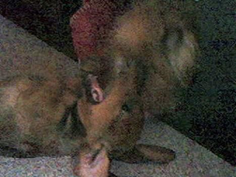 Gravhund Skipper - Skipper som leger med wuddi (som desværre er død:(  ) billede 2