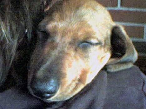 Gravhund Skipper - han elsker at være oppe ved os billede 3