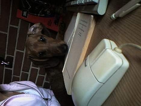 Gravhund Skipper - Skipper hjælper mor med lektierne billede 4