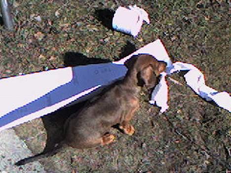 Gravhund Skipper - Som sagt fund af spillopper billede 5