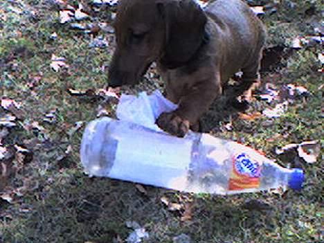 Gravhund Skipper - Skipper er ved at nedlægge sit offer billede 6