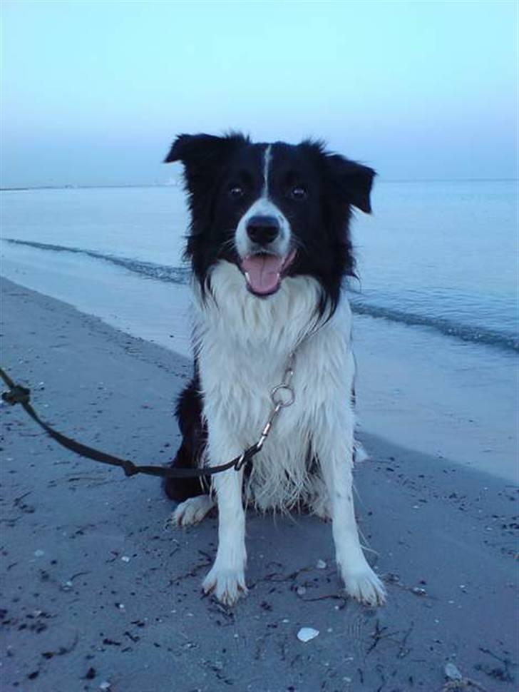 Border collie Nemo - Nemo en tur på stranden billede 1