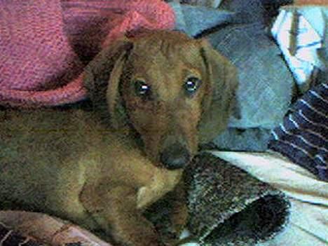 Gravhund Skipper - Skipper elsker at ligge op i sengen billede 7