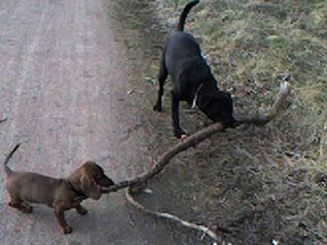 Gravhund Skipper - hallo det er også min pind billede 8