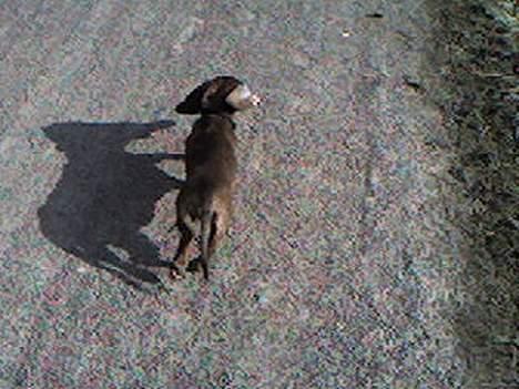 Gravhund Skipper - Hey vent på mig billede 9