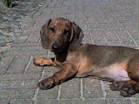 Gravhund Skipper - Skipper ligger rigtigt og soler sig billede 10