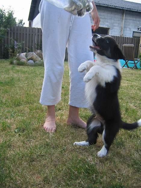 Border collie Nemo - Nemo som hvalp han lærer at stå på bagben.. billede 2