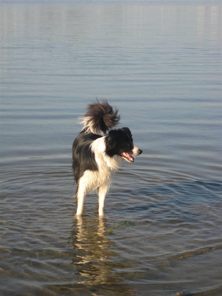 Border collie Nemo - Nemo i vandet, det er sjovt når man ikk kommer for langt ud. billede 3