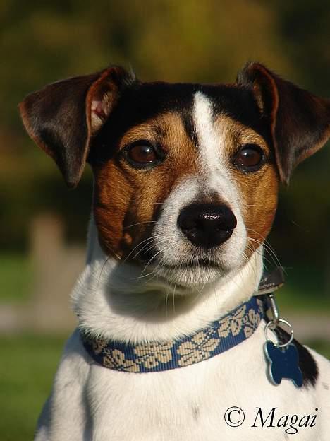 Jack russell terrier Bernard billede 1