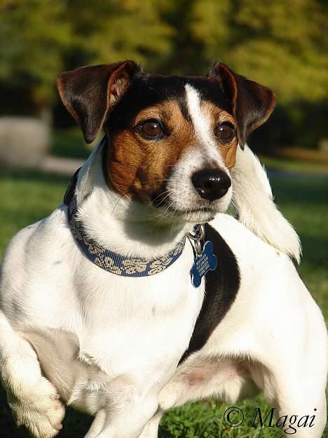 Jack russell terrier Bernard billede 2