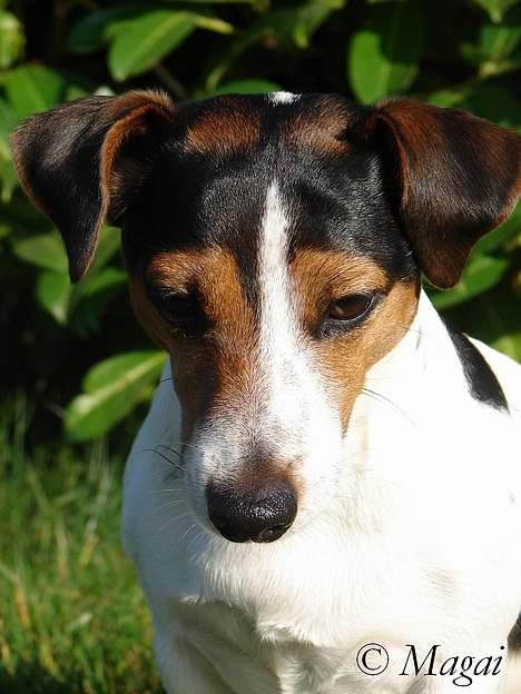 Jack russell terrier Bernard billede 3