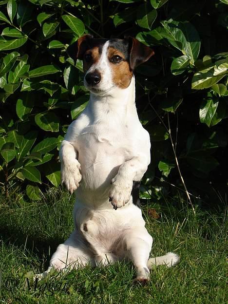 Jack russell terrier Bernard billede 4