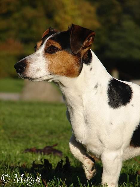 Jack russell terrier Bernard billede 5