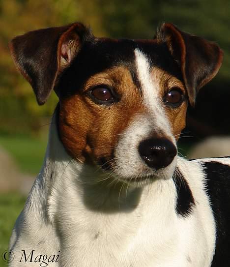 Jack russell terrier Bernard billede 6