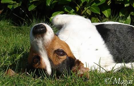 Jack russell terrier Bernard billede 7