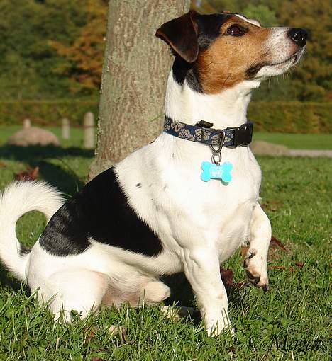 Jack russell terrier Bernard billede 8