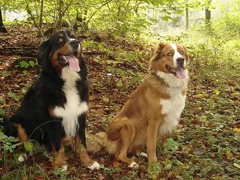 Berner sennenhund Balou - Balou og Magna billede 6
