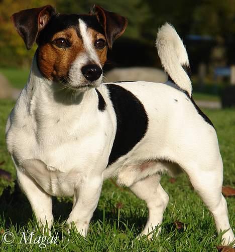 Jack russell terrier Bernard billede 9