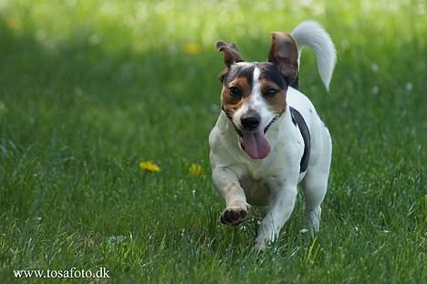 Jack russell terrier Bernard billede 10