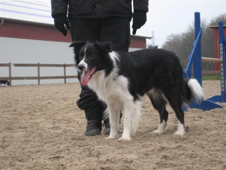 Border collie Nemo - Nemo til agility i vinter billede 4
