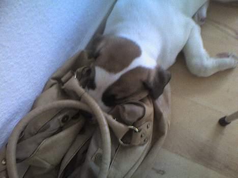 Blanding af racer Cali - Meget træt vovse i mors taske  billede 3