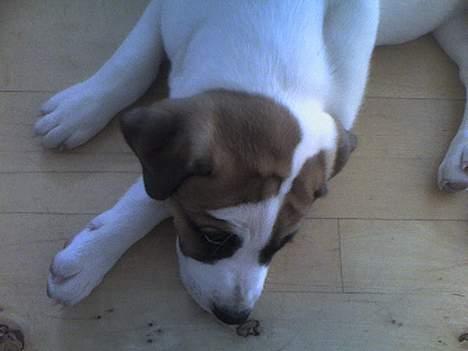 Blanding af racer Cali billede 4