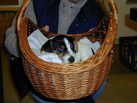 Jack russell terrier Bernard billede 11