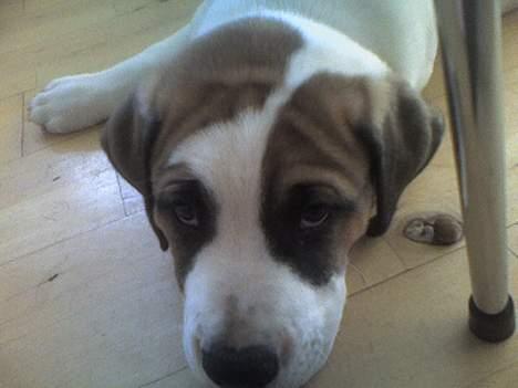 Blanding af racer Cali billede 5