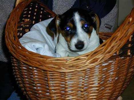 Jack russell terrier Bernard billede 14