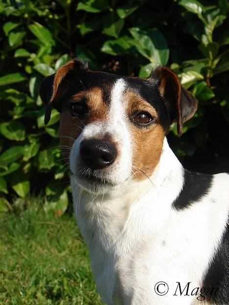 Jack russell terrier Bernard - jae?? han ser lidt doven og mærkelig ud:P hehe billede 16