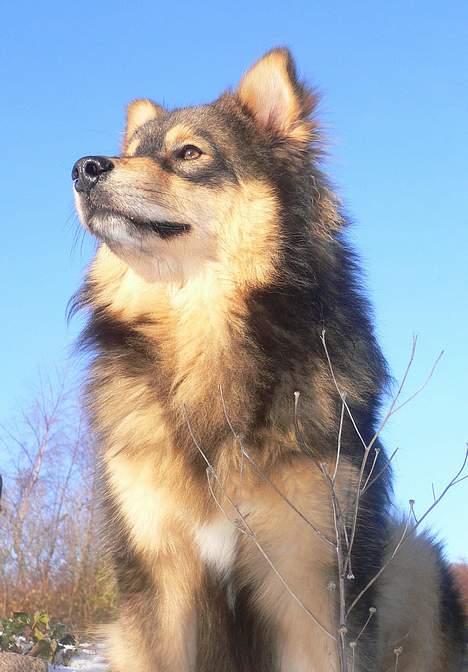 Finsk lapphund <3  himmelhund Lapinlempi Aurinkolaulu <3 - Maxi nyder solen billede 9