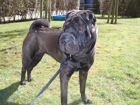 Shar pei Tequila *DØD* billede 1