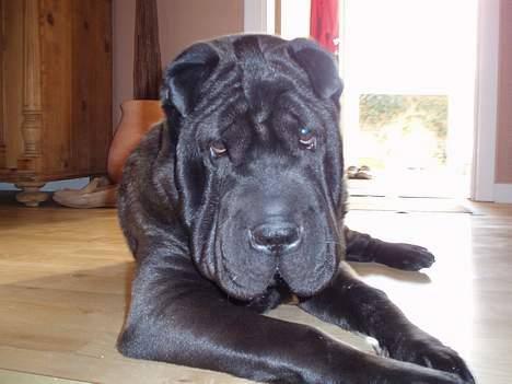 Shar pei Tequila *DØD* billede 2