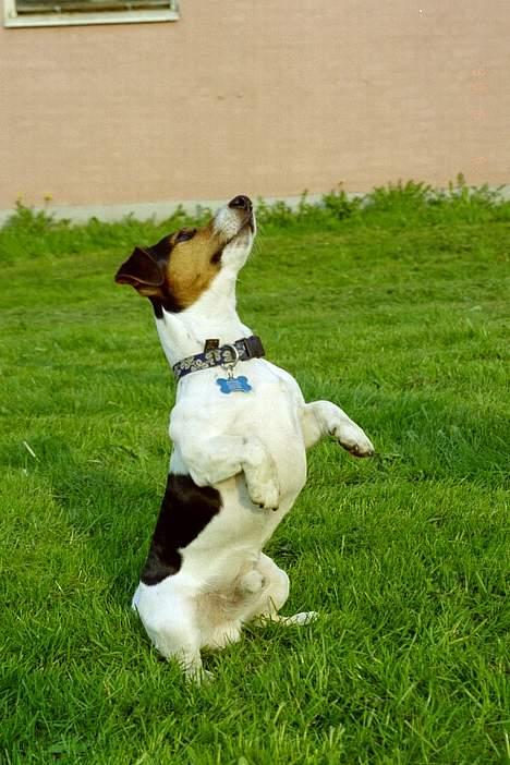 Jack russell terrier Bernard billede 18