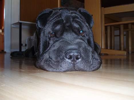 Shar pei Tequila *DØD* billede 3