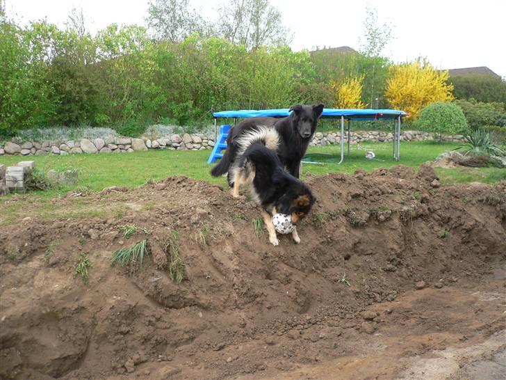 Finsk lapphund <3  himmelhund Lapinlempi Aurinkolaulu <3 - Max og Milo i haven som vi er ved at grave op - de hygger sig billede 14