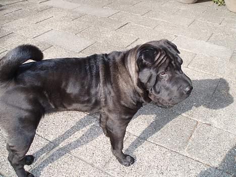 Shar pei Tequila *DØD* billede 4