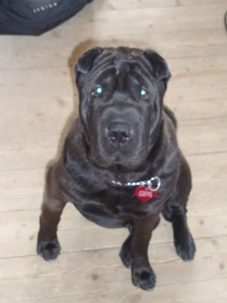 Shar pei Tequila *DØD* billede 5