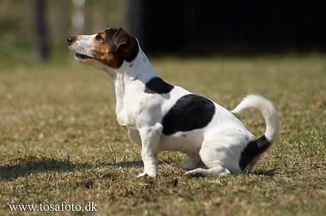 Jack russell terrier Bernard billede 19