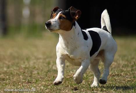 Jack russell terrier Bernard billede 20