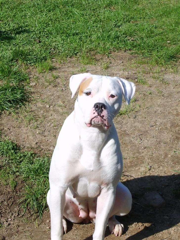 Amerikansk bulldog Xena (R.I.P mors øjesten) billede 1