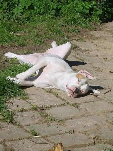 Amerikansk bulldog Xena (R.I.P mors øjesten) - Altså......Xena.... saml dog benene!!!! billede 2