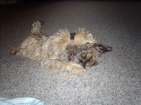 Cairn terrier Cato billede 18