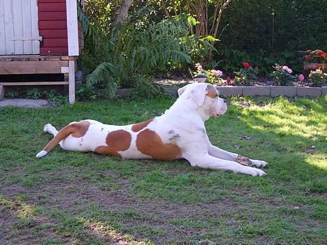 Amerikansk bulldog Xena (R.I.P mors øjesten) billede 3