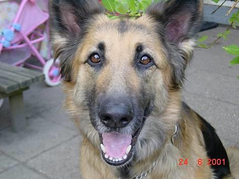 Schæferhund Mille R.I.P :'( Død - Velkommen til min profil :P det er min ejer Nina det skriver :P <´33  billede 1