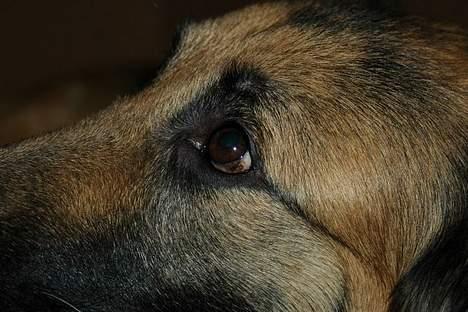 Schæferhund Mille R.I.P :'( Død - Mille´s smukke øje <´33 billede 2