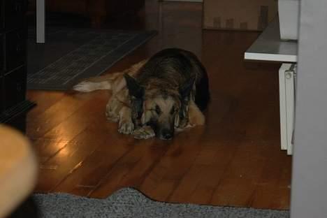 Schæferhund Mille R.I.P :'( Død - aarh sove sove zzZZZzzzZZ billede 3