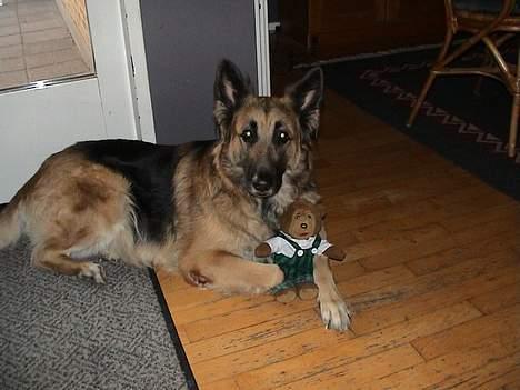 Schæferhund Mille R.I.P :'( Død - jeg skal nok passe rigtig godt på ham :D  billede 4